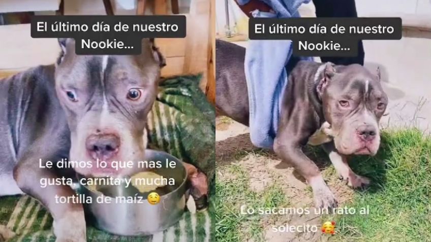 Joven comparte emotivo video sobre el último día de vida de su perrito con cáncer de huesos y se vuelve viral