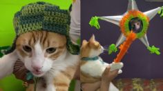 Gato festeja su cumpleaños con fiesta temática de "El Chavo del 8" y se vuelve viral | VIDEO