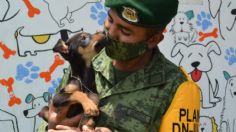 “Los Perritos de Santa Lucía”: Así puedes adoptar a un lomito del refugio del AIFA