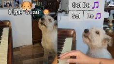 Korsy: Perrito se viraliza en TikTok por su talento para cantar | VIDEO