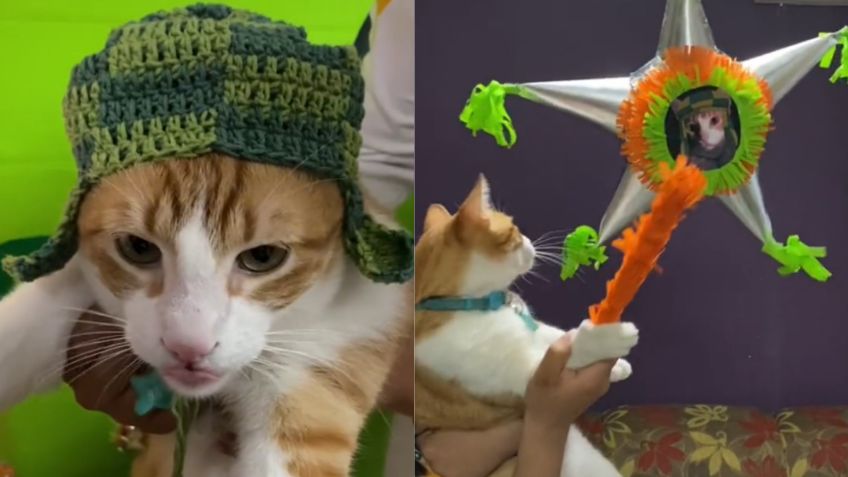 Gato festeja su cumpleaños con fiesta temática de "El Chavo del 8" y se vuelve viral | VIDEO