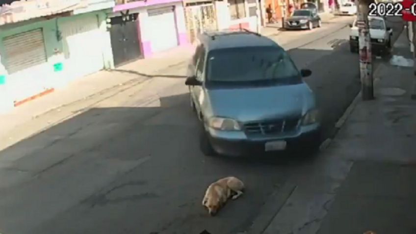 El indignante momento en que un perrito es atropellado a propósito mientras dormía en calles de Toluca | VIDEO