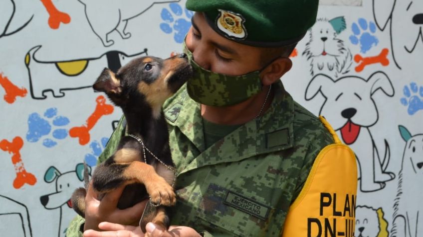 “Los Perritos de Santa Lucía”: Así puedes adoptar a un lomito del refugio del AIFA