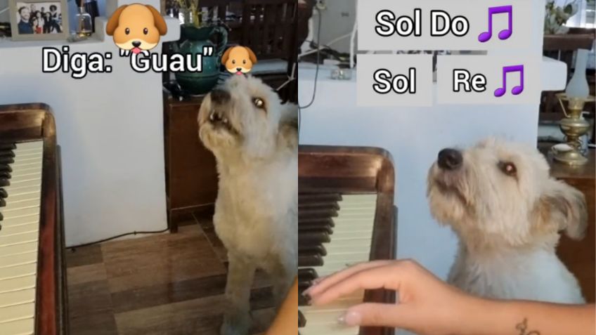 Korsy: Perrito se viraliza en TikTok por su talento para cantar | VIDEO