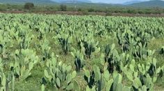 La Secretaría de Medio Ambiente combatirá plagas en cultivos de nopal con drones