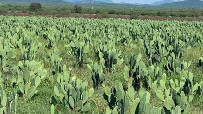 La Secretaría de Medio Ambiente combatirá plagas en cultivos de nopal con drones