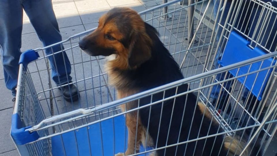 Los trabajadores fueron al auxilio del perrito