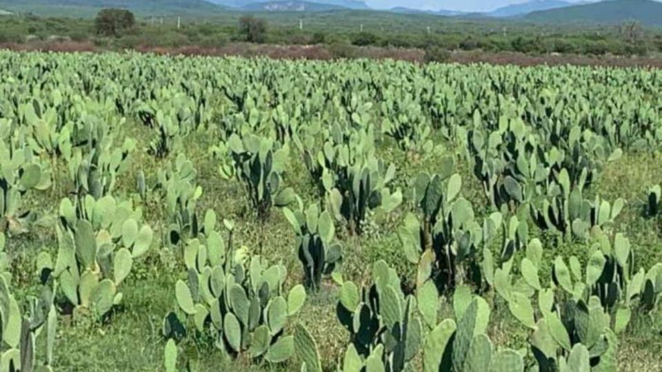 Se benefician a entre 500 y 600 agricultores con tecnología gratuita para los sembradíos
