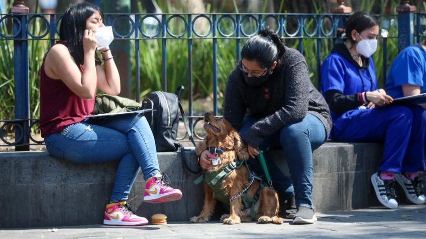 Alcaldía Cuauhtémoc inicia obras para la construcción del hotel para perros y gatos abandonados