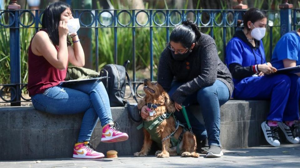 Se dará atención veterinaria a los perros y gatos en situación de calle.