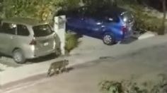 Captan a jaguar paseando por calles de Quintana Roo | VIDEO