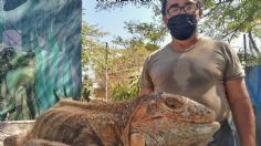 Peligra la iguana negra en el Istmo de Tehuantepec por caza indiscriminada