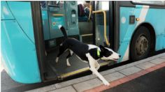 ¡Increíble! perrita se pierde en paseo y toma el autobús para volver a casa