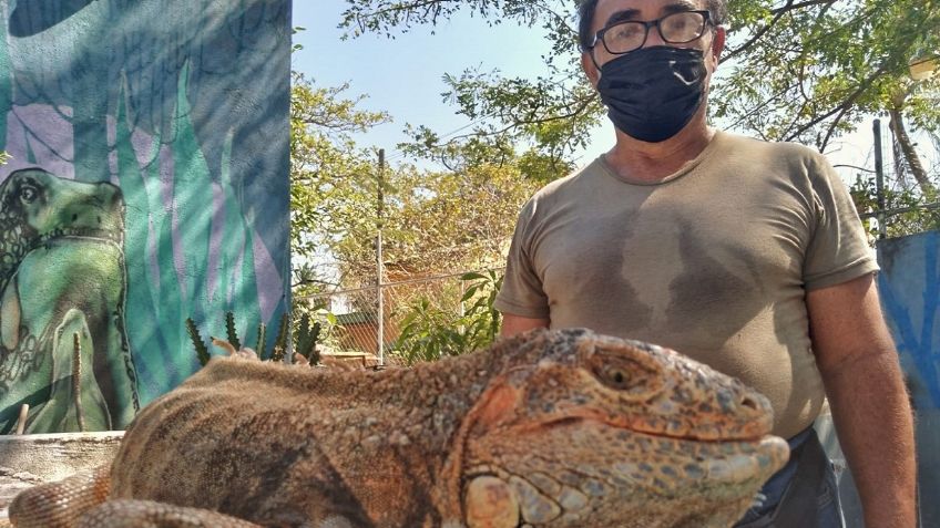 Peligra la iguana negra en el Istmo de Tehuantepec por caza indiscriminada