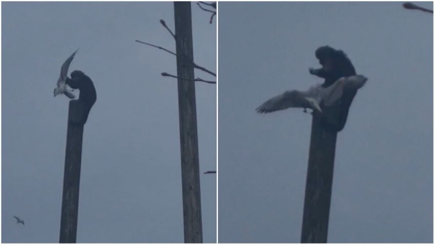 ¿King Kong?: el salvaje momento en que un simio mata a golpes a una gaviota y se la come I VIDEO EXPLÍCITO