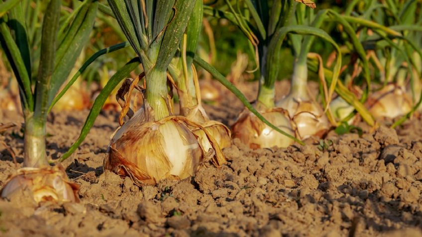 Insuficiencia de fertilizantes encarecerá al sector agrícola, asegura experto