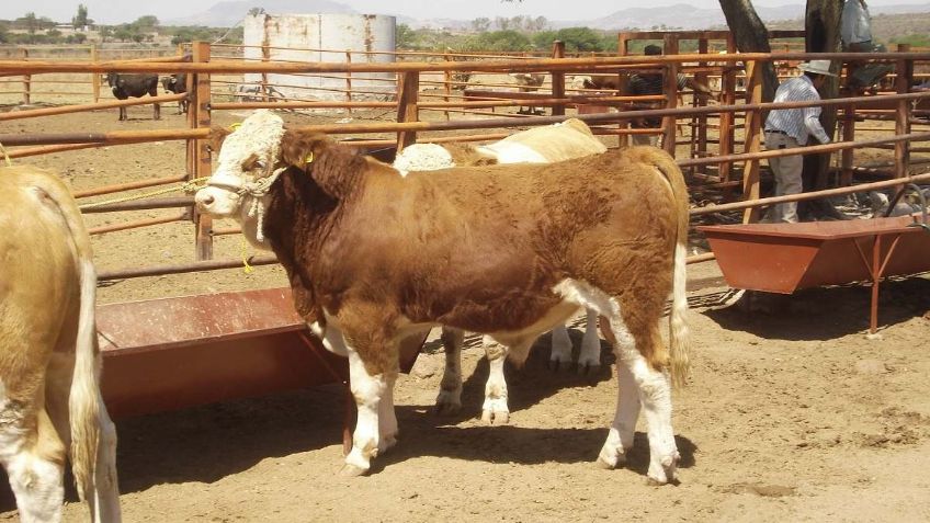 Sonora es oficialmente el único estado libre de brucelosis bovina