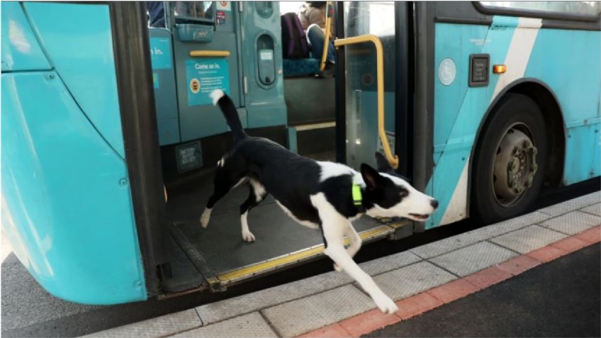 ¡Increíble! perrita se pierde en paseo y toma el autobús para volver a casa