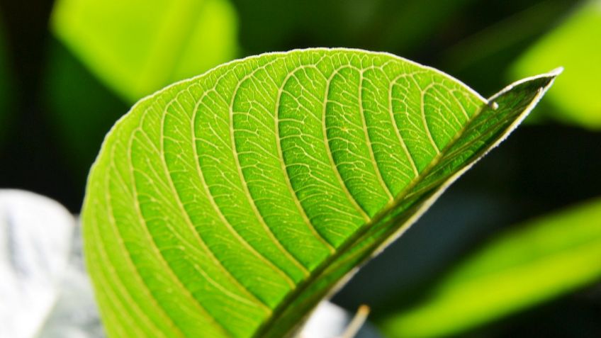 Estos son los increíbles beneficios que tiene tomar té de hoja de guayaba