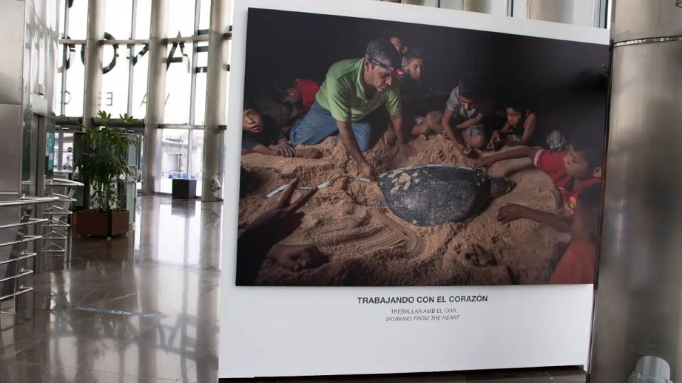 El fotógrafo expone su obra en la galería 'Tortugas: Historias de supervivencia', en el acuario Oceanografic, en Valencia, España.