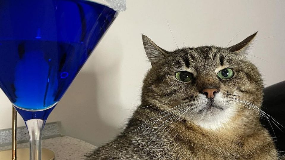 El gatito se hizo viral por su expresión de gruñón o aburrido
