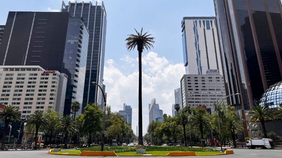 La palma de Reforma será retirada mañana domingo 24 de abril 
FOTO: Daniel Ojeda