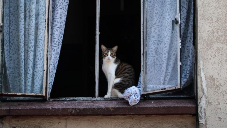 Los gatos fueron entrenados para llevarse todos los objetos brillantes que se 'encontraban'