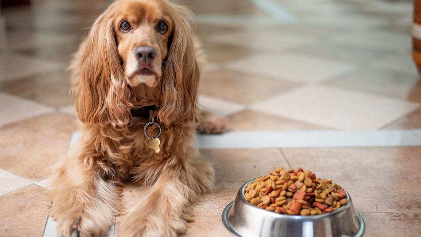 ¿Qué pasa con tu salud si lavas el plato de tu mascota todos los días?