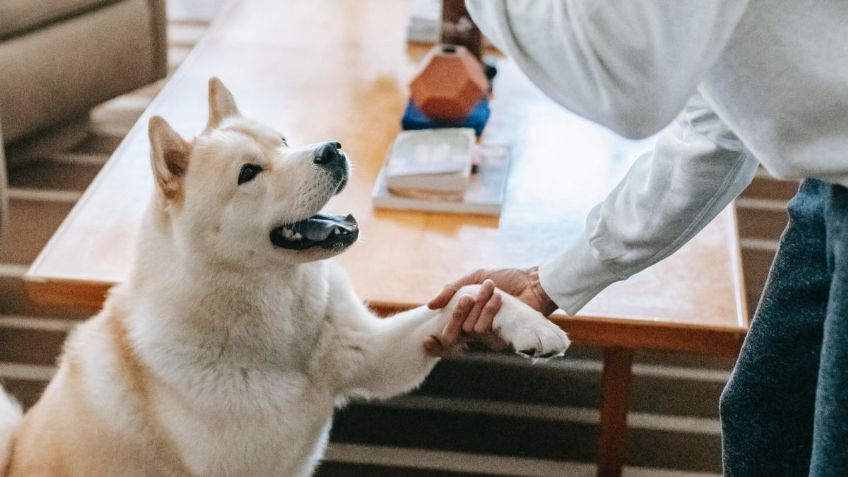 Perros tienen un sexto sentido, así que es imposible mentirles