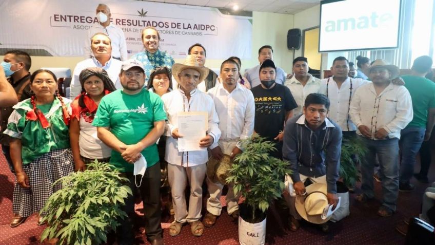 Marihuana en Oaxaca: Cofepris otorga 26 permisos para la siembra y producción de la planta