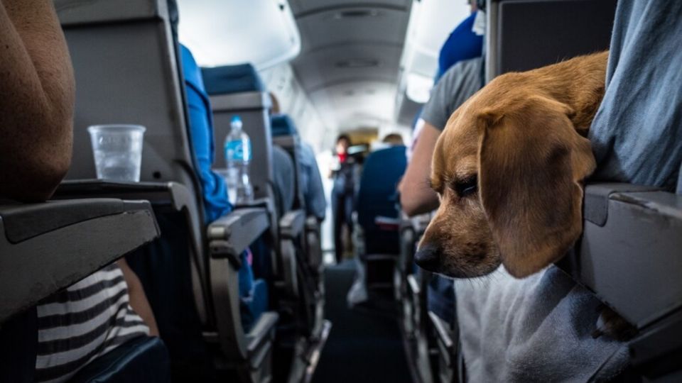 Imagen de perro viajando en la cabina de un avión.