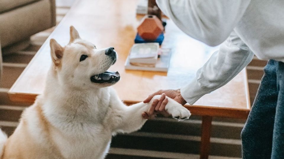 Los perros confían en sus humanos, pero se puede perder ese vínculo si se les engaña.