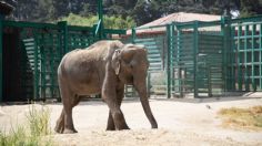 ¡Luto en el reino animal! Muere a elefanta Tammy, que era cuidada en Zacango