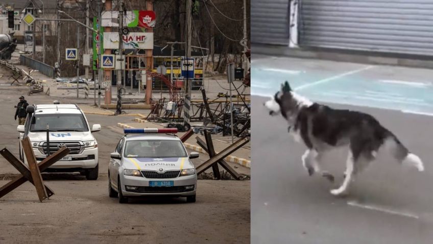 VIDEO: Perrito y su dueño se separan y resisten a la masacre en Bucha, Ucrania; tienen emotivo reencuentro