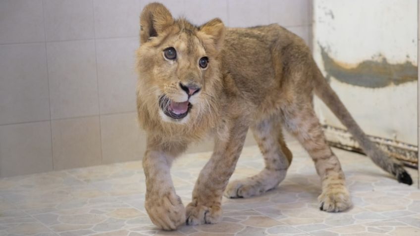 ¿Eres tu Simba? Capturan en calles de Ecatepec a un cachorro de león africano | VIDEO