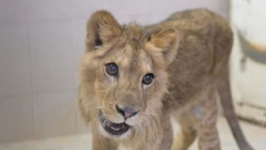 ¡Desnutrido y con atrofia! En estas deplorables condiciones se encuentra el león rescatado en Ecatepec | VIDEO