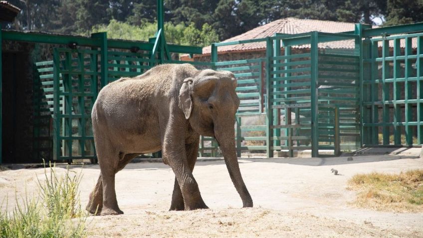 ¡Luto en el reino animal! Muere a elefanta Tammy, que era cuidada en Zacango