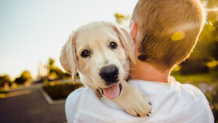 Perros puede distinguir cuando los humanos hablan y sus emociones, revela estudio