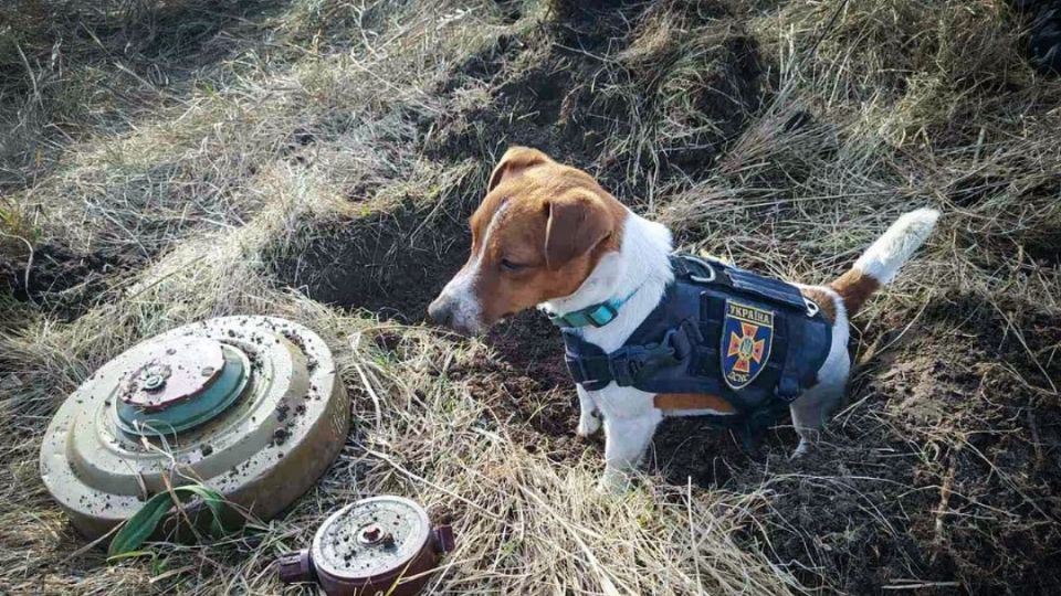 “Patrón” es un perro de la raza Jack Russell terrier.

