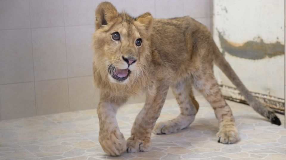 Luego de asegurar al felino, al lugar arribó personal de la dirección de Medio Ambiente y Ecología para valorar al animal