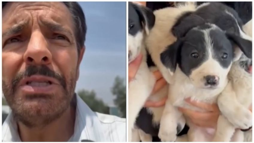 Eugenio Derbez rescata a perritos de la calle; así puedes adoptar uno: VIDEO