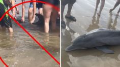 ¡Indignante! Turistas en una playa molestan a un delfín hasta matarlo