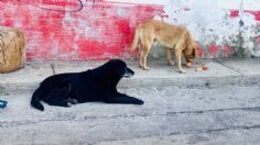 Tragedia en Querétaro: se desploma un elevador y mueren dos perritos tras sismo