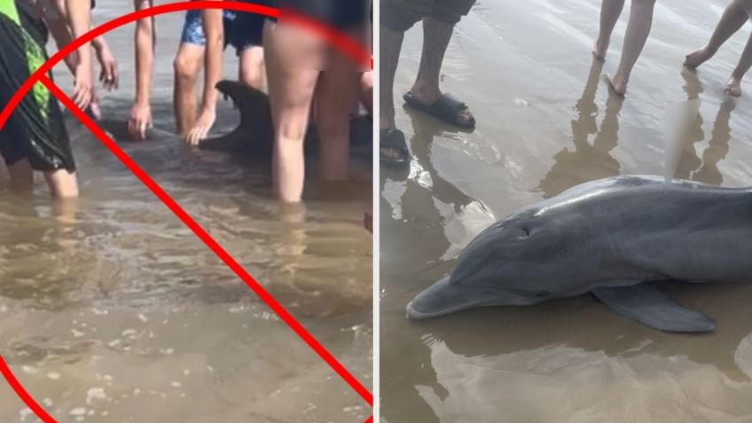 ¡Indignante! Turistas en una playa molestan a un delfín hasta matarlo