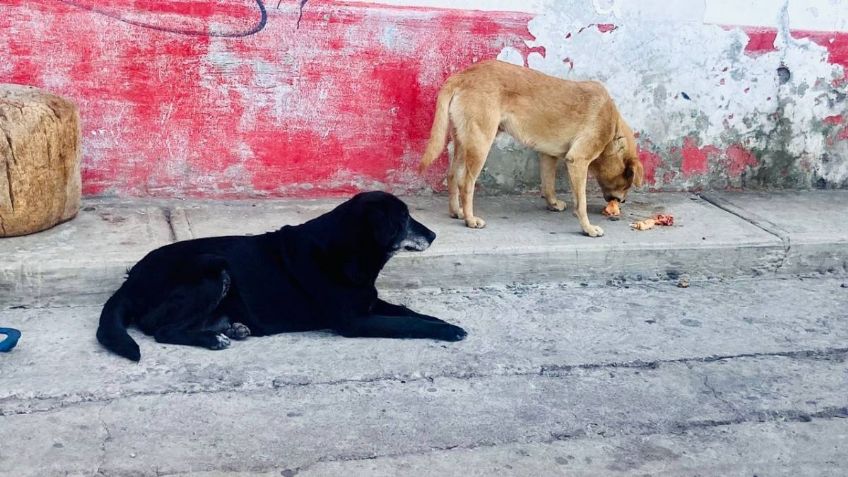 Activistas piden investigar traslado de animales muertos en Tamaulipas