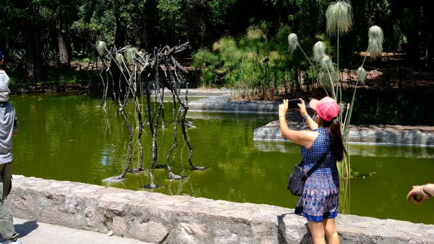 Las típulas de Amador Montes ya vuelan en Chapultepec