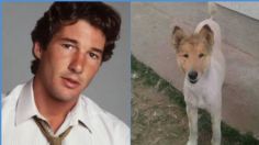 Perrito con rostro de Richard Gere sorprende en redes | FOTO