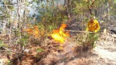 Incendio Forestal quema 150 hectáreas de la selva de Quintan Roo