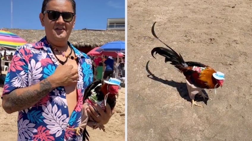 “¡Se merece todo!”: Hombre lleva a su gallo de vacaciones a la playa | VIDEO