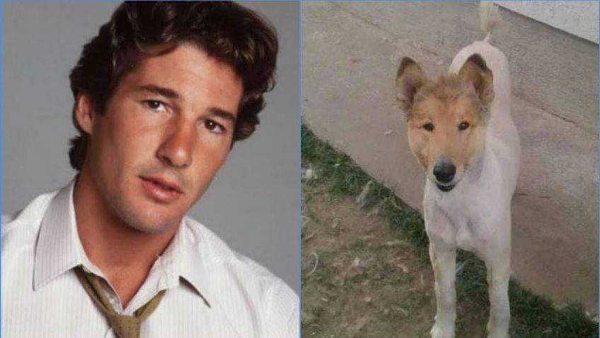 Perrito con rostro de Richard Gere sorprende en redes | FOTO